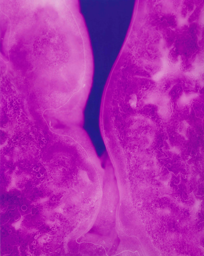 Illustration for article titled This is not a Hubble photo of a supernova—it's food